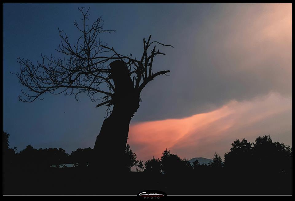 castagno_osservatorio