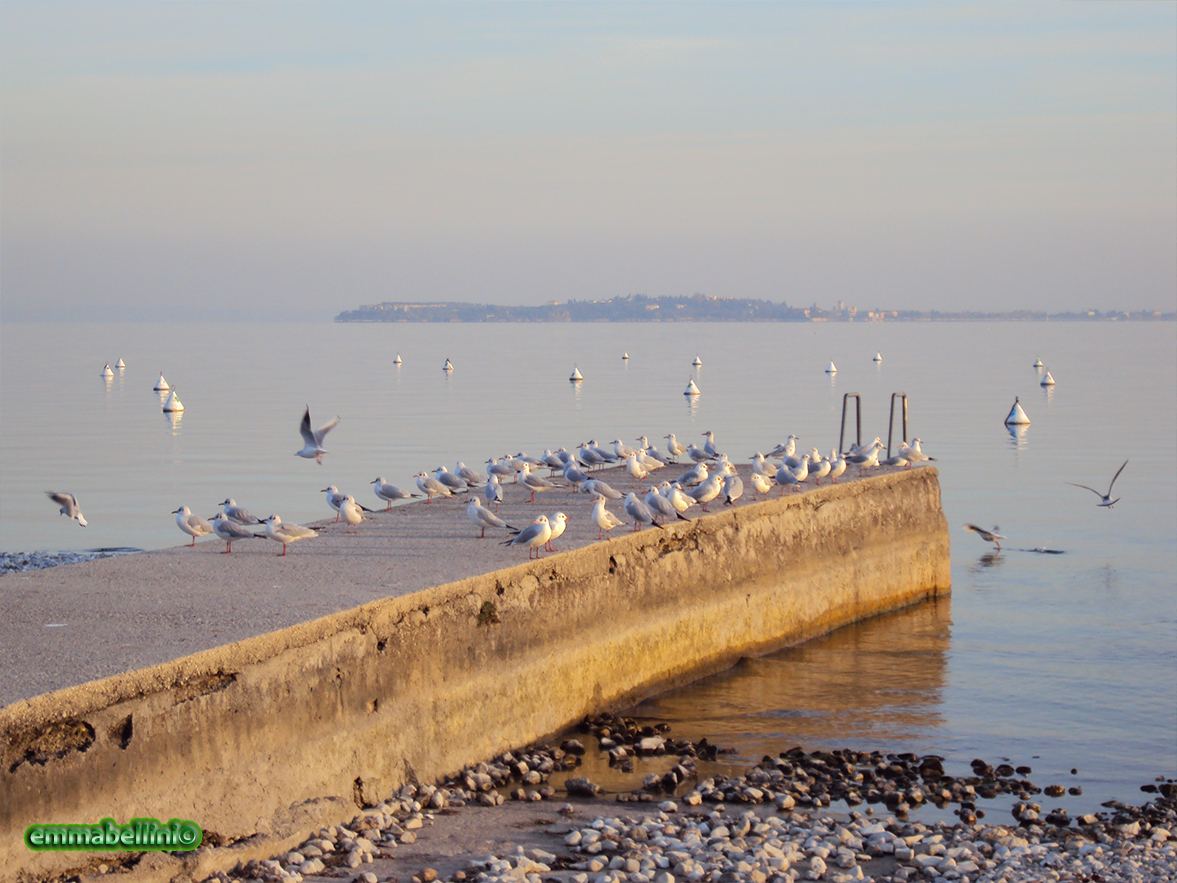 lagogarda01
